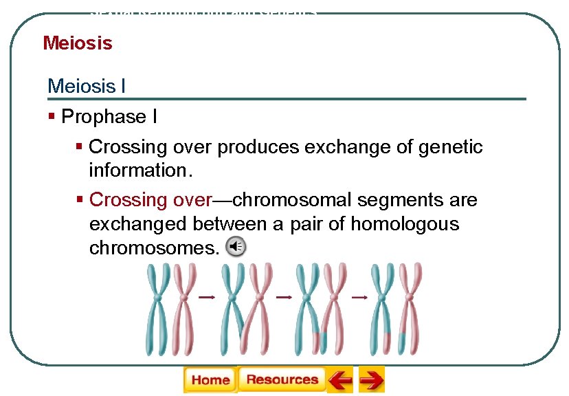 Sexual Reproduction and Genetics Meiosis I § Prophase I § Crossing over produces exchange