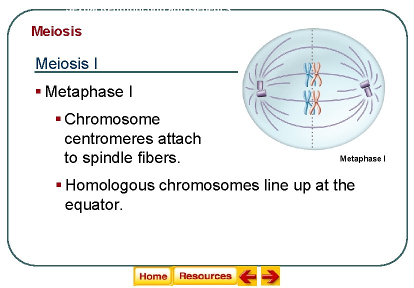 Sexual Reproduction and Genetics Meiosis I § Metaphase I § Chromosome centromeres attach to