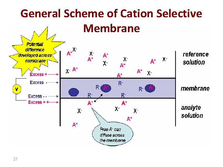 General Scheme of Cation Selective Membrane 27 