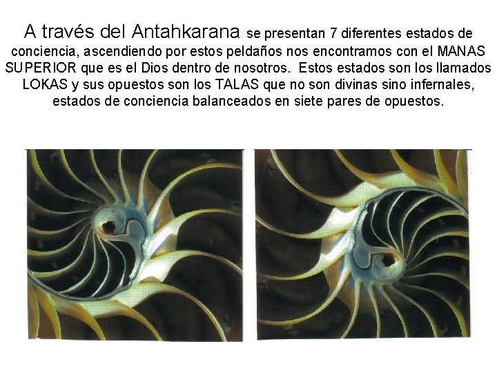 A través del Antahkarana se presentan 7 diferentes estados de conciencia, ascendiendo por estos