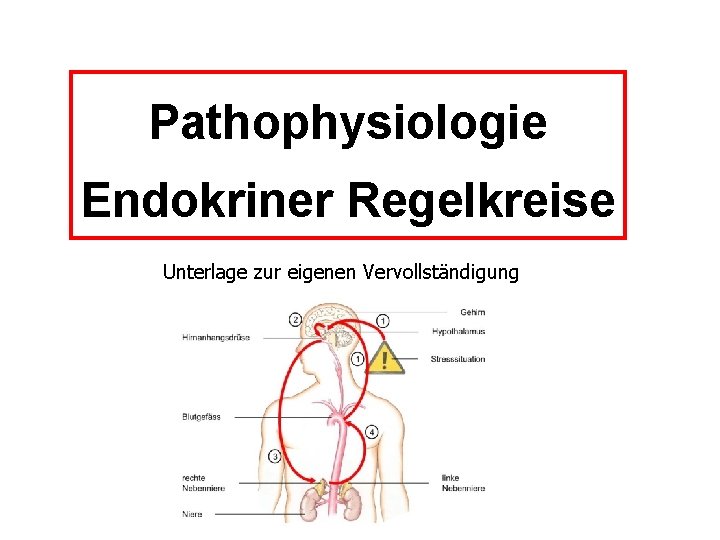 Pathophysiologie Endokriner Regelkreise Unterlage zur eigenen Vervollständigung 