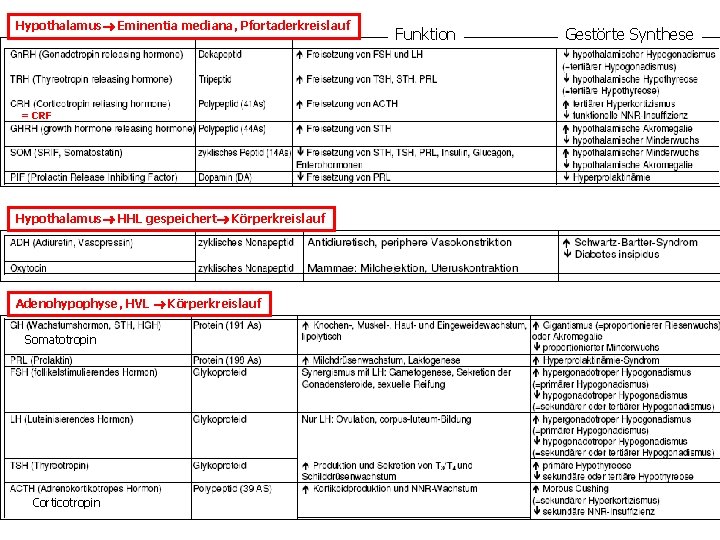 Hypothalamus Eminentia mediana, Pfortaderkreislauf = CRF Hypothalamus HHL gespeichert Körperkreislauf Adenohypophyse, HVL Körperkreislauf Somatotropin