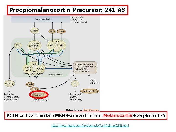 Proopiomelanocortin Precursor: 241 AS Exprimiert in: Corticotrophe HVL-Zellen, Zellen der Pars intermedia ventrolateraler Hypothalamus