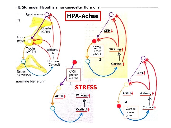 HPA-Achse STRESS 