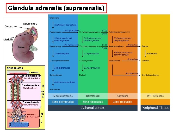 Glandula adrenalis (suprarenalis) 