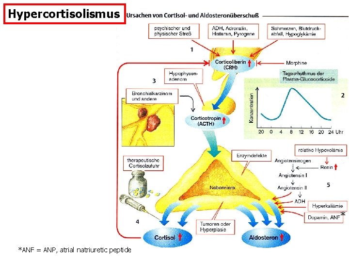 Hypercortisolismus * *ANF = ANP, atrial natriuretic peptide 