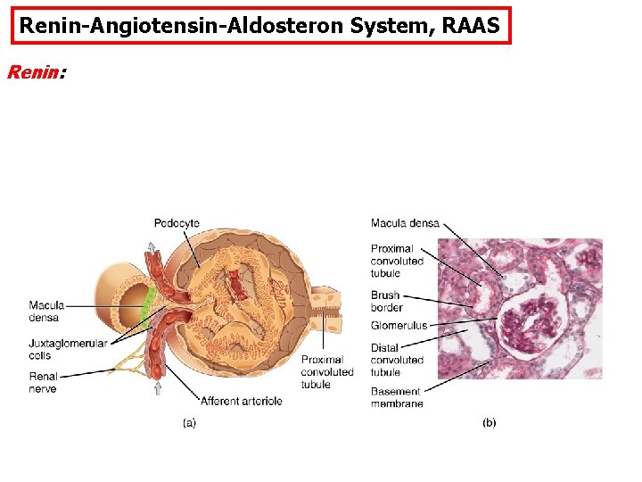 Renin-Angiotensin-Aldosteron System, RAAS Renin: 