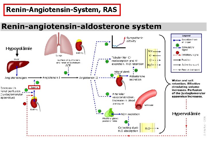 Renin-Angiotensin-System, RAS Hypovolämie Hypervolämie 