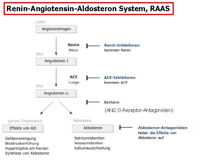 Renin-Angiotensin-Aldosteron System, RAAS (ANG II-Rezeptor-Antagonisten) 