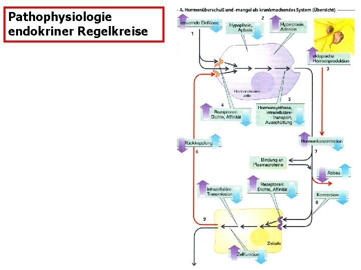 Pathophysiologie endokriner Regelkreise 