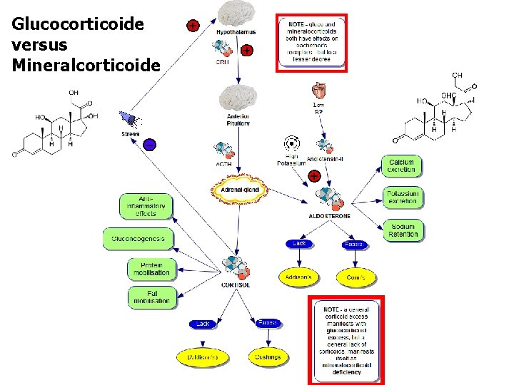 Glucocorticoide versus Mineralcorticoide 