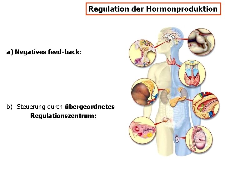 Regulation der Hormonproduktion a) Negatives feed-back: b) Steuerung durch übergeordnetes Regulationszentrum: 