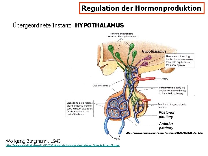 Regulation der Hormonproduktion Übergeordnete Instanz: HYPOTHALAMUS http: //www. acbrown. com/neuro/Lectures/Hpth/Nr. Hpth. Otpt. htm Wolfgang