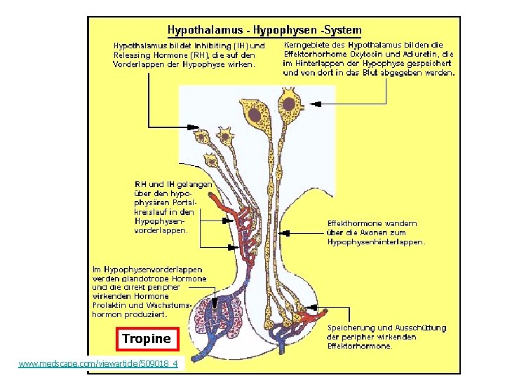 VP CRF Tropine www. medscape. com/viewarticle/509018_4 