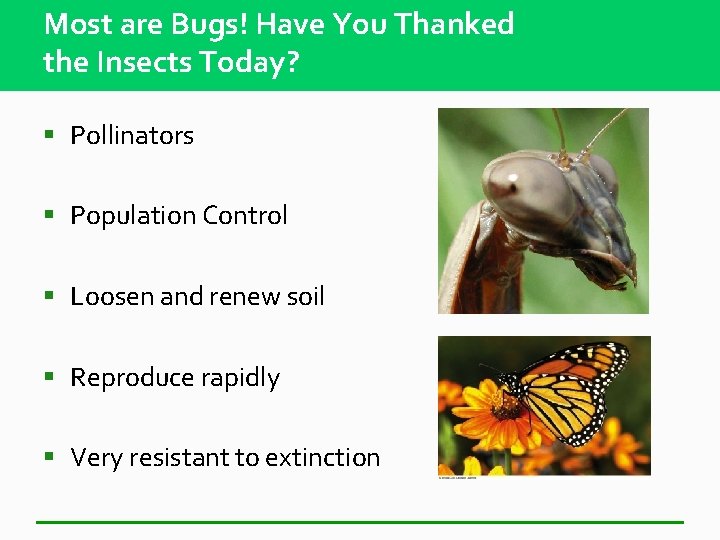 Most are Bugs! Have You Thanked the Insects Today? § Pollinators § Population Control