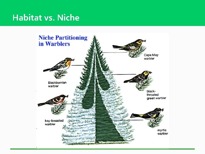 Habitat vs. Niche 