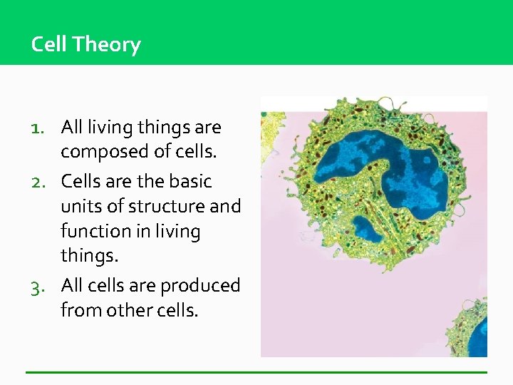 Cell Theory 1. All living things are composed of cells. 2. Cells are the