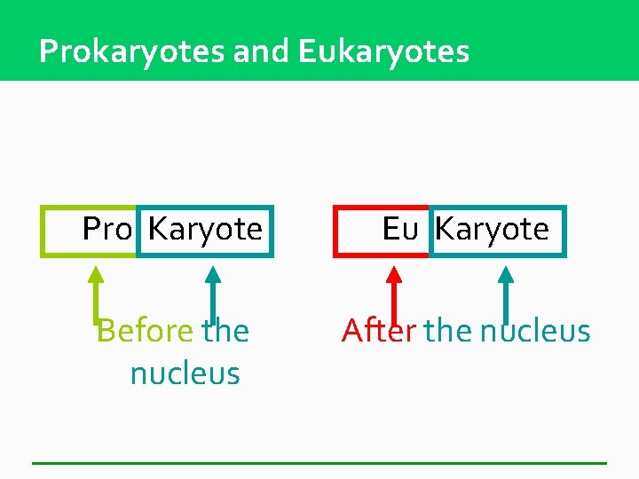 Prokaryotes and Eukaryotes Pro Karyote Eu Karyote Before the nucleus After the nucleus 