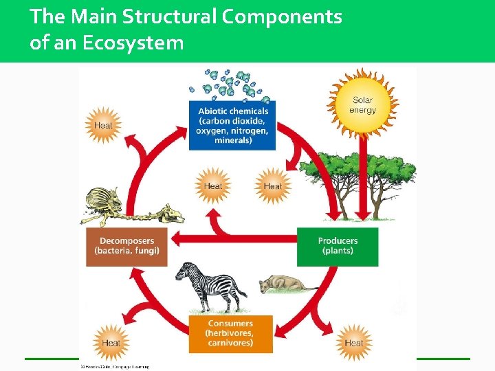 The Main Structural Components of an Ecosystem 