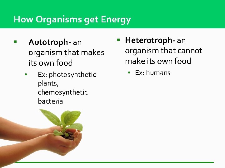 How Organisms get Energy Autotroph- an organism that makes its own food § •