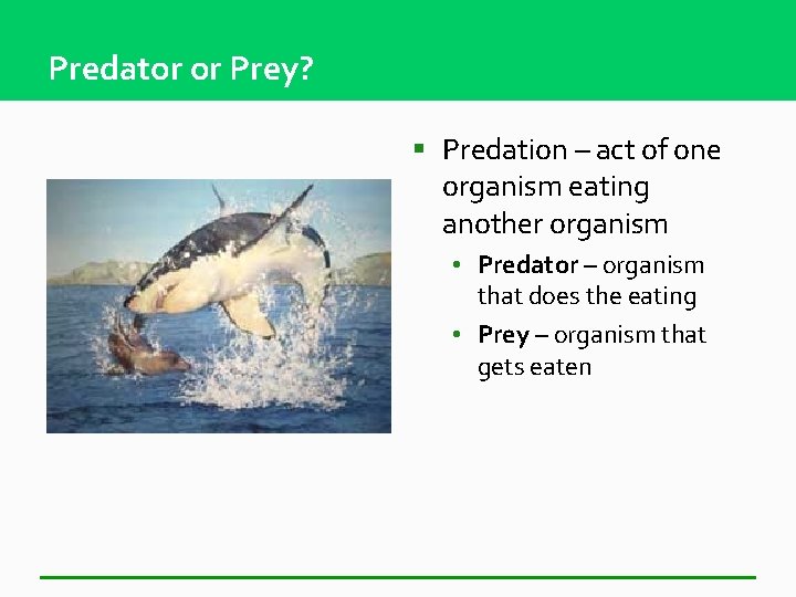 Predator or Prey? § Predation – act of one organism eating another organism •