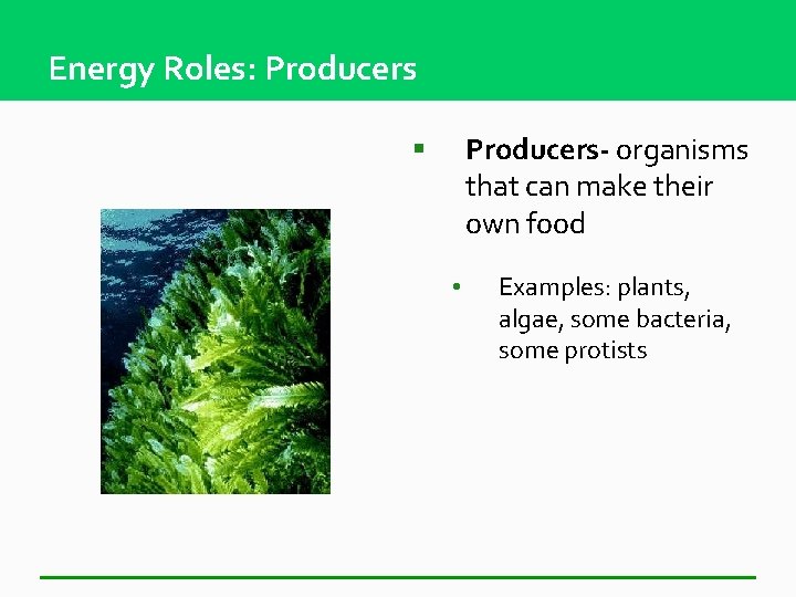 Energy Roles: Producers- organisms that can make their own food § • Examples: plants,