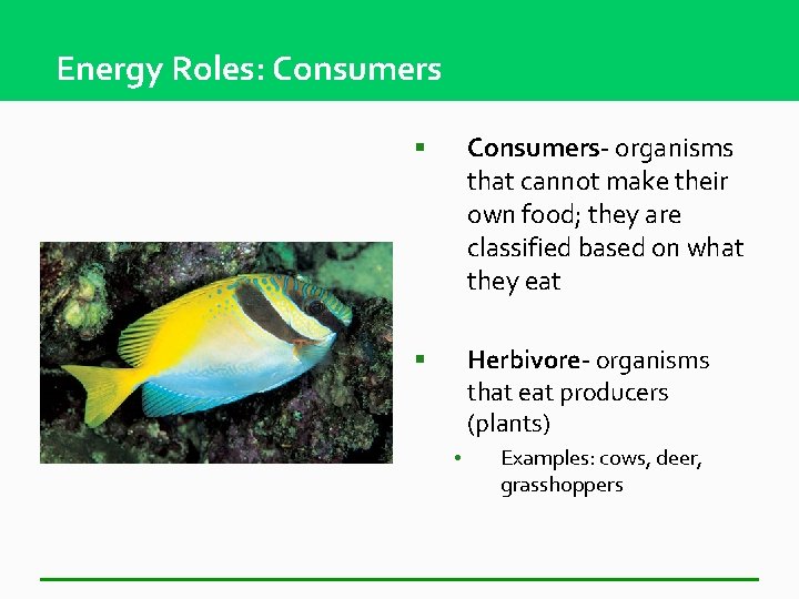 Energy Roles: Consumers § Consumers- organisms that cannot make their own food; they are