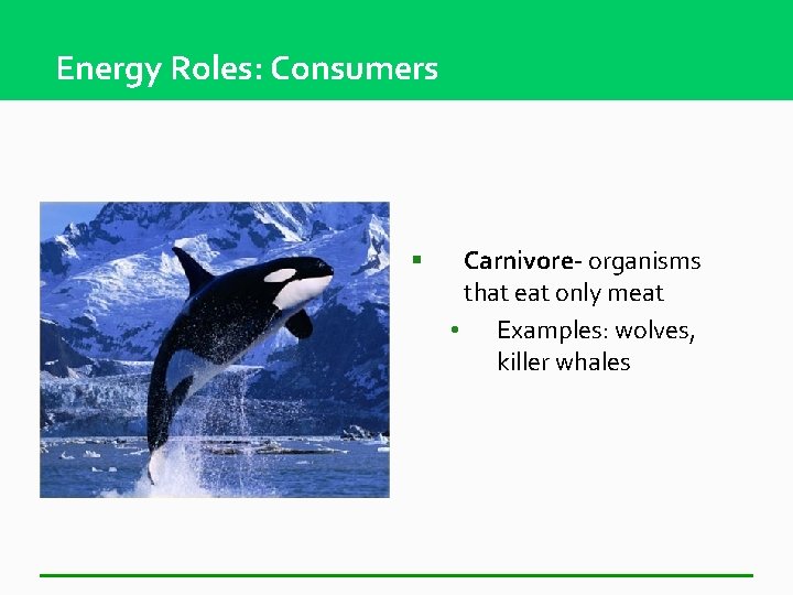 Energy Roles: Consumers § Carnivore- organisms that eat only meat • Examples: wolves, killer