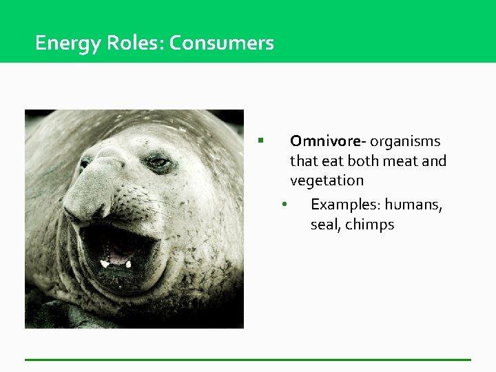 Energy Roles: Consumers § Omnivore- organisms that eat both meat and vegetation • Examples: