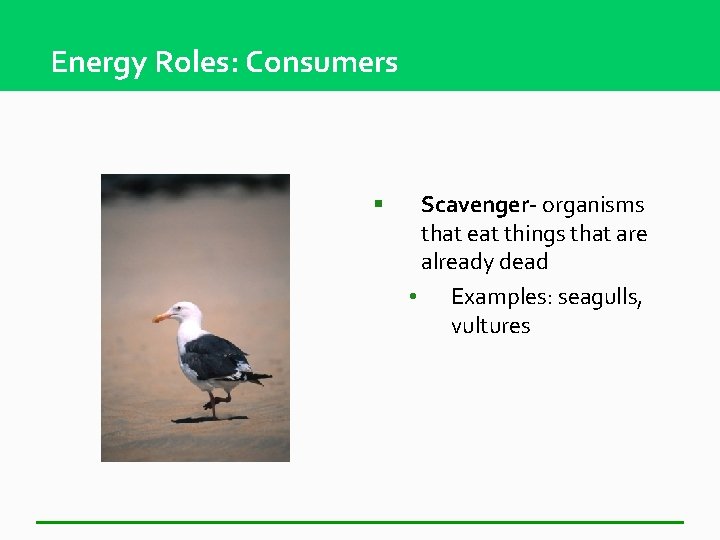 Energy Roles: Consumers § Scavenger- organisms that eat things that are already dead •