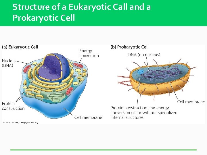 Structure of a Eukaryotic Call and a Prokaryotic Cell 