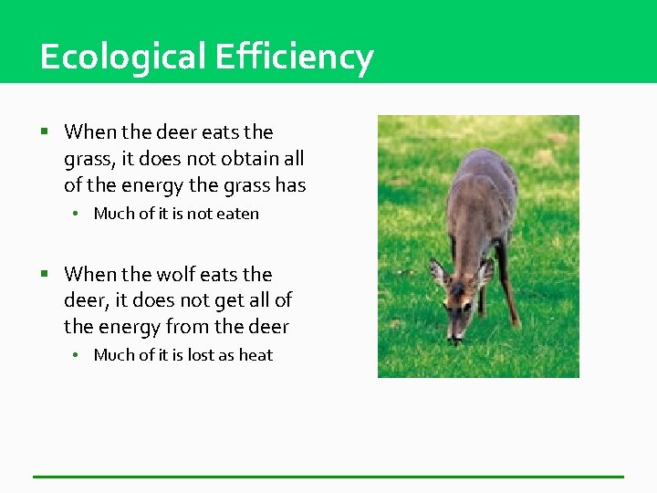 Ecological Efficiency § When the deer eats the grass, it does not obtain all