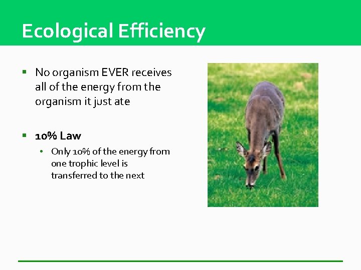 Ecological Efficiency § No organism EVER receives all of the energy from the organism