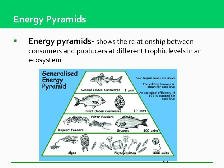 Energy Pyramids § Energy pyramids- shows the relationship between consumers and producers at different