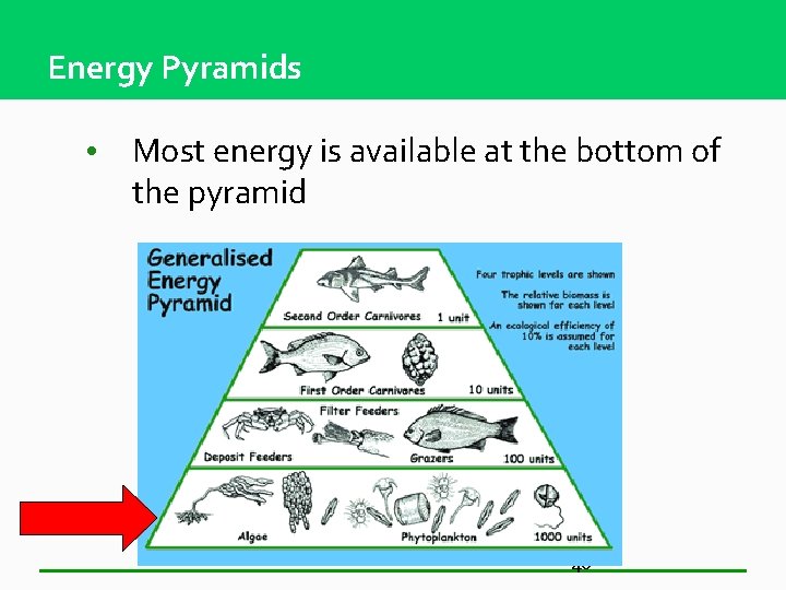 Energy Pyramids • Most energy is available at the bottom of the pyramid 46