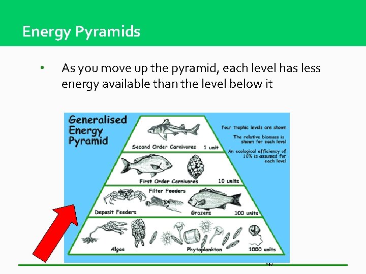 Energy Pyramids • As you move up the pyramid, each level has less energy