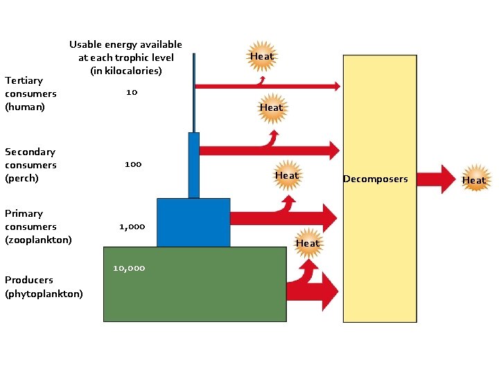 Tertiary consumers (human) Usable energy available at each trophic level (in kilocalories) Secondary consumers