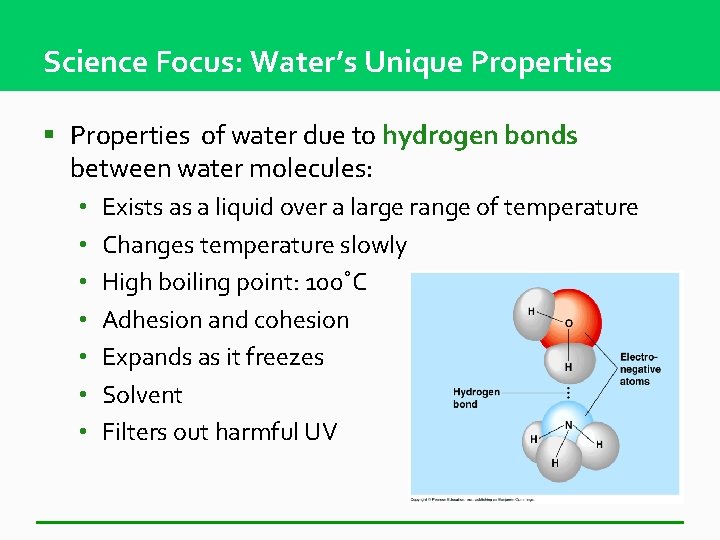Science Focus: Water’s Unique Properties § Properties of water due to hydrogen bonds between