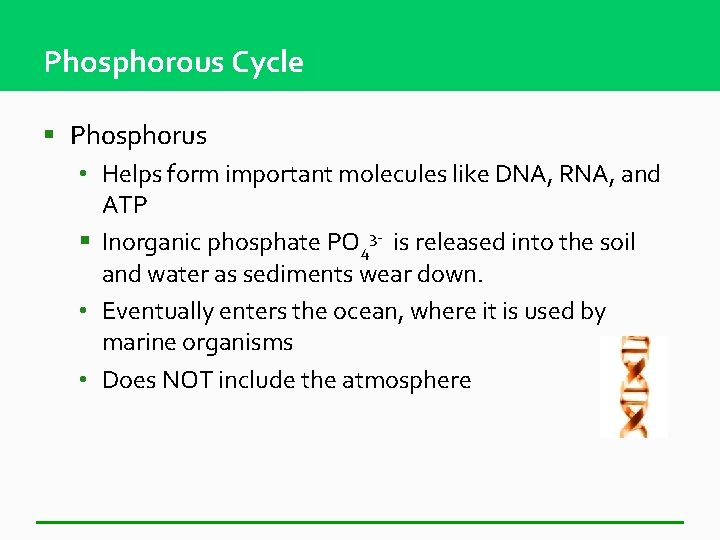 Phosphorous Cycle § Phosphorus • Helps form important molecules like DNA, RNA, and ATP