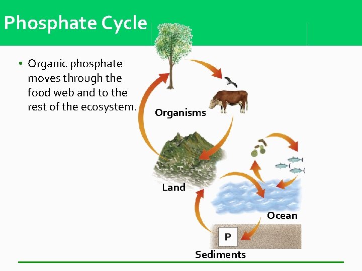 Phosphate Cycle • Organic phosphate moves through the food web and to the rest