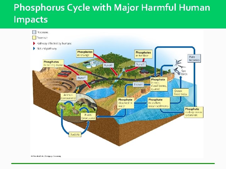 Phosphorus Cycle with Major Harmful Human Impacts 