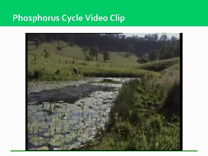 Phosphorus Cycle Video Clip 