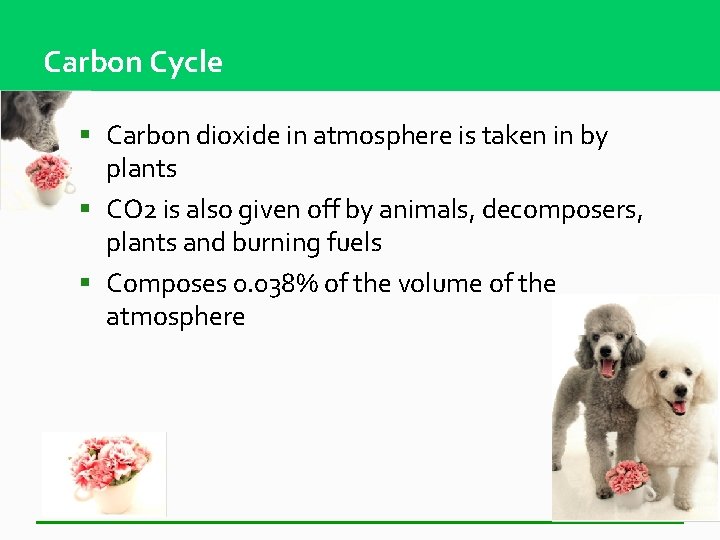 Carbon Cycle § Carbon dioxide in atmosphere is taken in by plants § CO