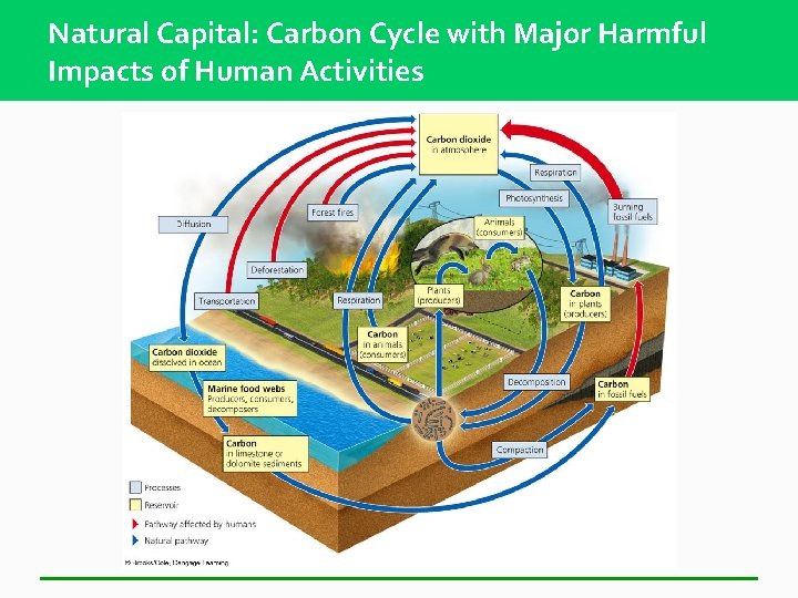 Natural Capital: Carbon Cycle with Major Harmful Impacts of Human Activities 