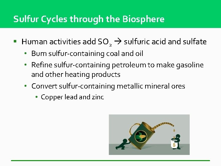 Sulfur Cycles through the Biosphere § Human activities add SO 2 sulfuric acid and