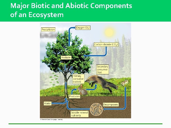 Major Biotic and Abiotic Components of an Ecosystem 
