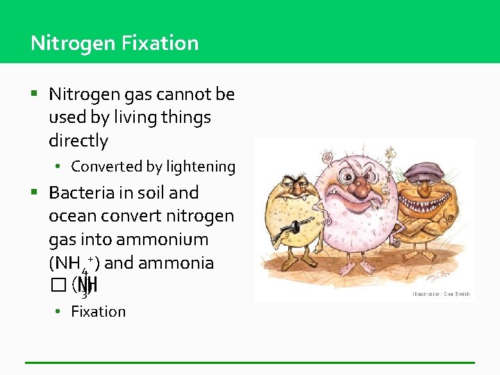 Nitrogen Fixation § Nitrogen gas cannot be used by living things directly • Converted