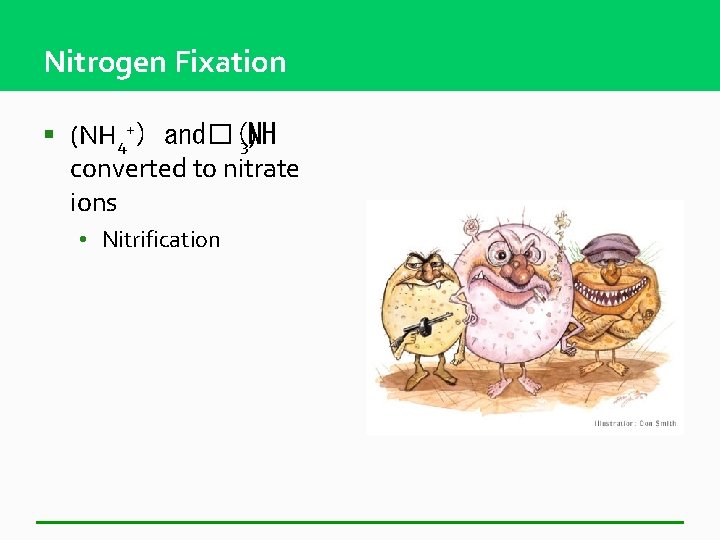 Nitrogen Fixation § (NH 4+) and�(NH 3) converted to nitrate ions • Nitrification 