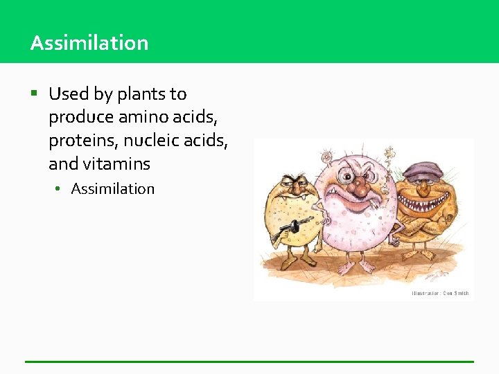Assimilation § Used by plants to produce amino acids, proteins, nucleic acids, and vitamins