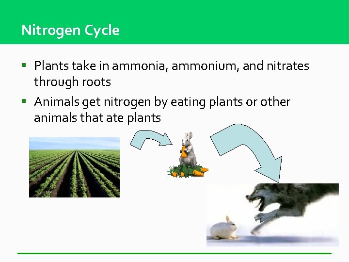 Nitrogen Cycle § Plants take in ammonia, ammonium, and nitrates through roots § Animals